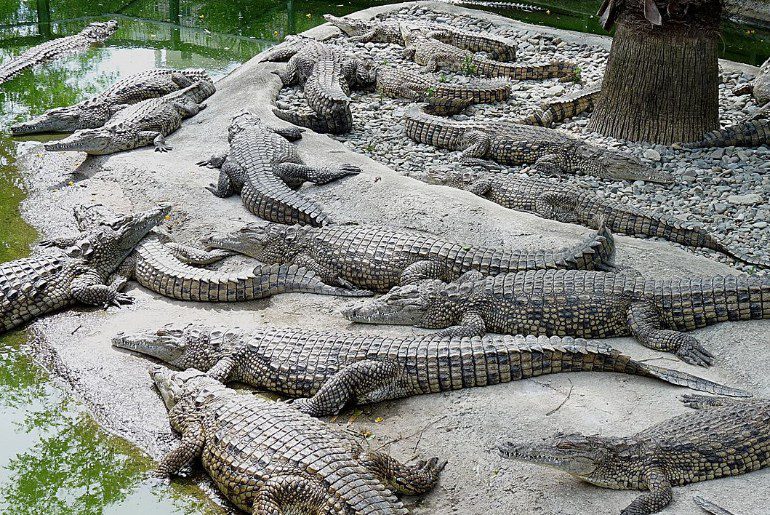 Crocodile-park